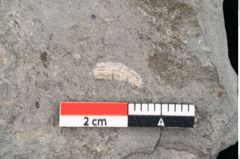 Foto (Detailansicht) von Zizyphus paradisiacus Unger (NHMW-GEO-2024-0188-8028)
